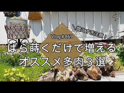 [Vlog 869] [Succulents] Warning: They Multiply Too Fast! 3 Recommended Succulents That Spread Jus...