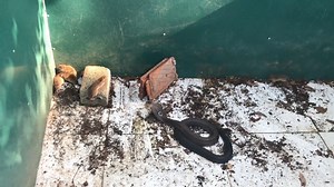 Cobra And Rats - Wild Cobra | Snake Catchers