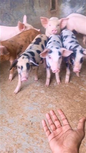 Cutest Newborn Piglets You Will See Today!🐷❤️ #shorts #viralvideo #farmlife