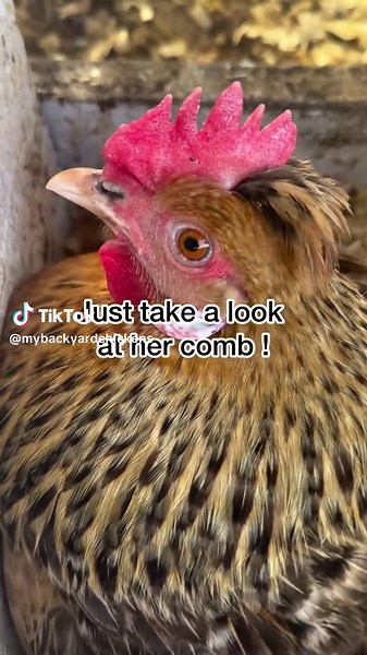 Understanding Chicken Combs: A Guide for Backyard Farmers