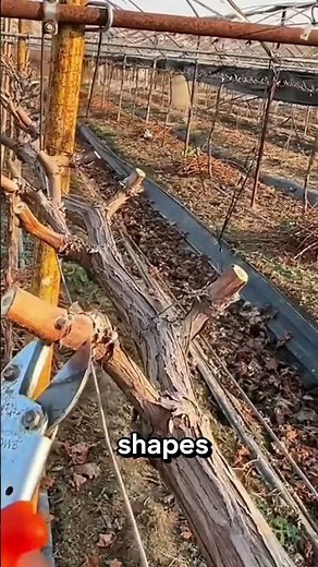Grape Vine Pruning: The Secret to Healthier Growth and Bigger Harvests #farming