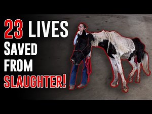 23 Lives Saved! - Horse Plus Happenings Vlog #48 | 12-17-2024