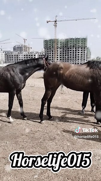 Horse and Cow Breeding Insights Today