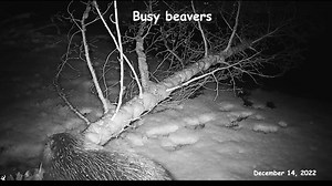 Busy beavers. 12-14-2023
