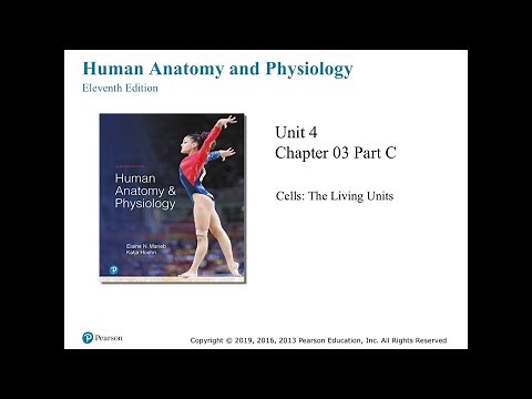 Anatomy and Physiology Chapter 3 Cells Part C