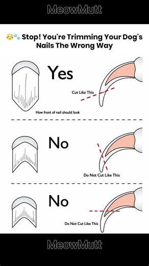 The RIGHT Way to Trim Your Dog's Nails 😳🐾#NailTrimming #DogCare #Guide