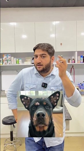 🐶 “Papilloma Virus in Dogs: Know the signs before it spreads!” #petvetclinic