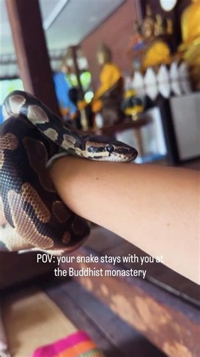 Enlightened Python in a Buddhist monastery 🧘‍♂️✨