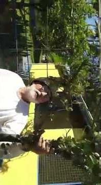 Ferraz June 6, 2026. Organizing the Acerola plant #pruning #acerola #orchard