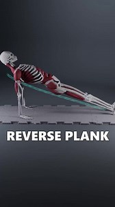 The reverse plank forces your posterior chain to work against gravity in an unfamiliar orientation. Your glutes and hamstrings must generate tension working on long lever. Meanwhile, your scapular stabilizers, particularly the lower trapezius and serratus anterior, must maintain active shoulder positioning, while your shoulder joint reaches its end range of extension. Your abdominal muscles work isometrically to prevent arching, while your posterior deltoids and triceps create the pushing force 