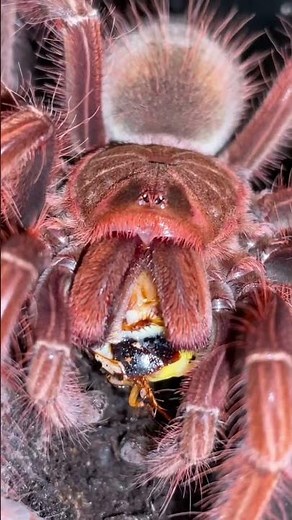 Bird Eater Tarantula DEVOURS it’s food!!😱