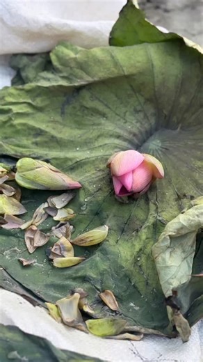 🪷 Lotus Flower - This vision of nature is the reminder of the infinite possibility to bloosom from the deep stories within, that beauty resides in growth allow the peeling back of petals allow the brilliance to be seen. How we may see the mud not as messy or dirty but as the stability, fertility to allow such a divine being to grow. We need all of it the messy and the beauty 🪷 In Hinduism, the lotus flower Padma, कमल holds profound spiritual symbolism — it is one of the most sacred and ancient