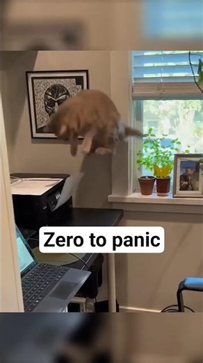 Cats Freak Out Over Nothing 🤣