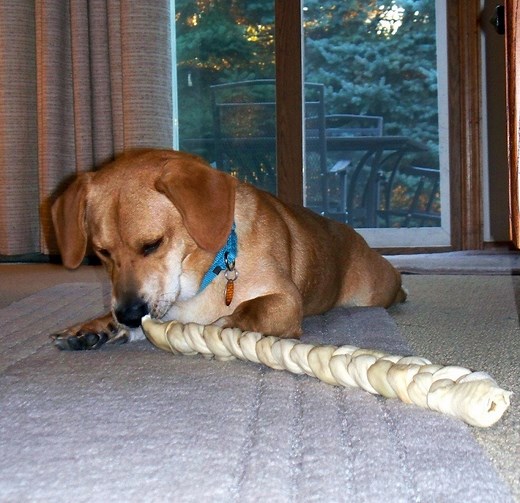 Bassador (Labrador & Basset Hound Mix): Info, Pictures, Care & More – Dogster