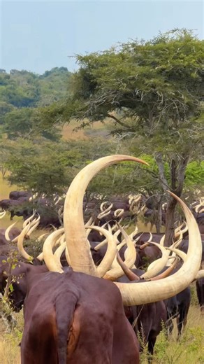 The longhorned Ankole cows of Uganda are truly a sight to behold. Have you ever seen horns this impressive? 🎥 @tonnydroneshots #OkayAfrica #Uganda #AnkoleCattle | OkayAfrica