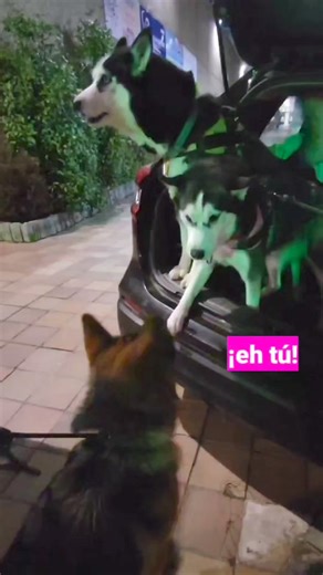 Discusión divertida husky con pastor alemán | Max the husky