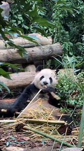 4.7K views · 89 reactions | How are pandas real? 凉 a panda’s life is very simple can watch a panda enjoying bamboo all day long  If you visit China and love pandas, make sure to visit Chengdu Research Base of Giant Panda Breeding! . . . . . . #chinatravel #chinatrip #china #travelchina #panda #pandalovers | Dana Wang | Facebook