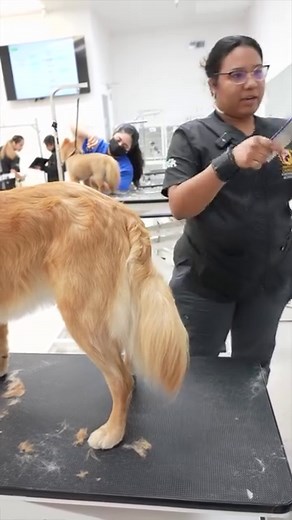 Combing technique on a golden retriever #doggeooming | Northern California Grooming Academy
