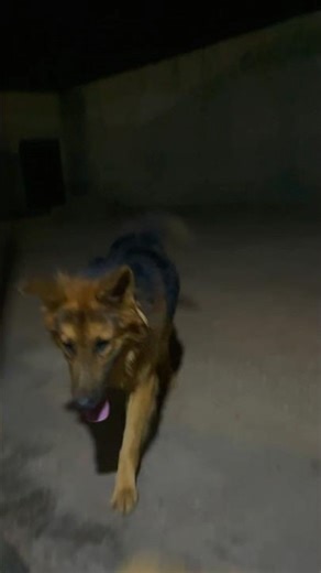 German shepherd security dog. #germanshepherd #dogs #loyal #circus #farmers