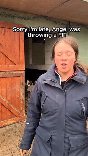 Angel fit check 🫏📸 #donkey #animals #animallover #animalrescue #fitcheck | Wonkey donkey visitors centre