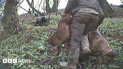 Badger baiting: Wales' secret hunting network exposed