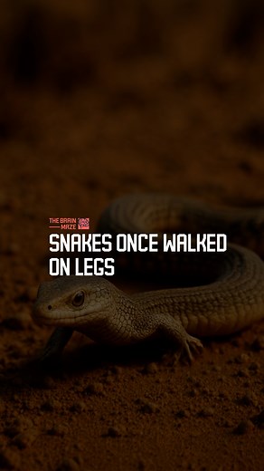 Snakes Once Walked on Legs - New fossil discoveries of the early snake Najash rionegrina reveal that snakes kept their hind legs for far longer than scientists once believed, reshaping our understanding of their slow, gradual evolution from part-lizard predators to the limbless reptiles we know today. If you’re enjoying the content and want to support us, consider subscribing! | The Brain Maze