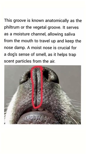 Do you know that the tiny vertical groove between a dog's nose and upper lip actually has a purpose?
