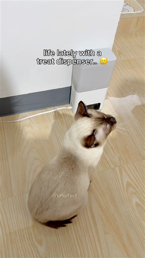 my cat discovers how treat dispensers work and this is part of his routine now 🙃 #PetCam #catlife #siamese #funnycat #cat #memes #cutecat #catsoffb #catreels | TOFU