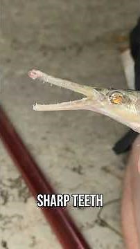 I Found Rare Fish in an Abandoned Pool! #fish #fishing #animals #pets