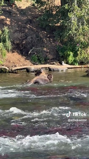 The Bear Necessities of life #justchillin #bear @Disney’s #junglebook | bare necessities