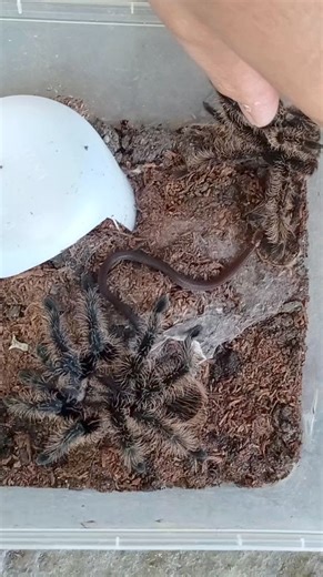 17K views · 57 reactions | Tarantula vs snake | Patrick Rodanillo | Facebook