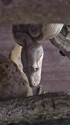 This is a video, not a photo 🤣 #snakes #reptiles #animals #pets #boa