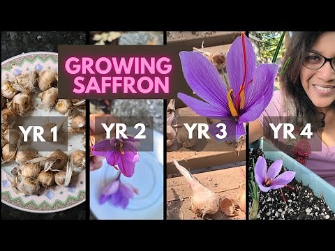 COMPLETE 4 seasons of growing SAFFRON - what I learned! #compilation
