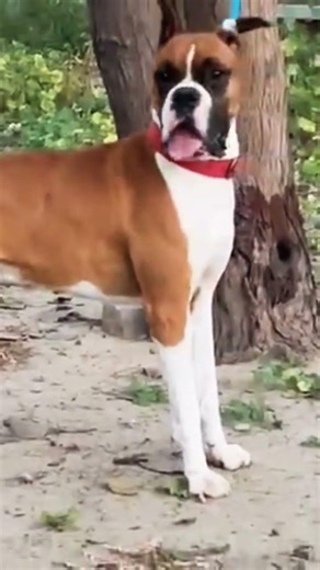 boxer stud service available 😊 #dog #puppy #virl