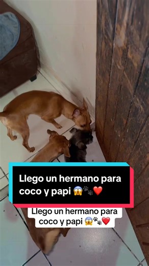 Llego un hermano para coco y papi 😱🐾❤️ #dog #tendencia #perros | dog