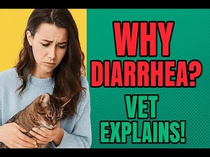 Pet Diarrhea Explained 🐶🐱 | Most Common Questions Answered by a Vet