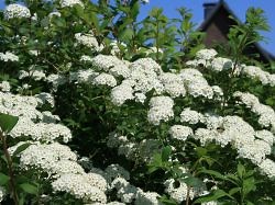 Japanische Strauchspiere 'Snowmound' - Spiraea nipponica 'Snowmound'