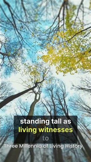 the ancient alerce tree of the chilean andes a 3000 year legacy of resilience