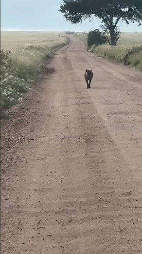 Hyena Running on the Road #animals #wildanimals #travel #wildlife #wildlife #nature