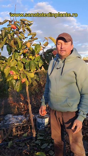Diospyros kaki soiul Jiro planta de 4 ani, pe rod #nature #horticultura #agro #ferma #bio #diospyros Producator autorizat de material saditor Tel 0732988343 magazin online www.sanatatedinplante.ro | Sanatate din Plante