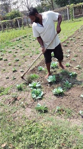 hello guys ummid karta hun aap log acche honge gais 🙏#🥦🥬