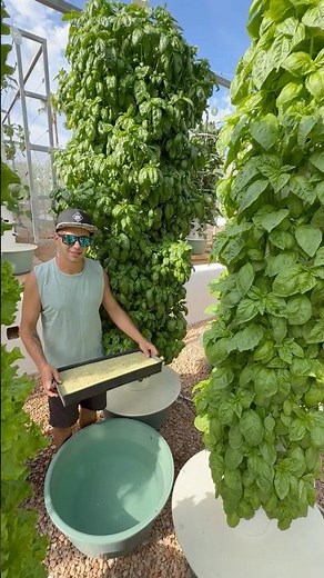 This is how we grow 8 kilos of basil vertically on aeroponic towers #basil #farming #agriculture