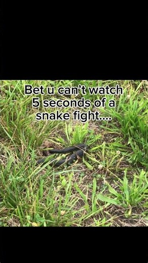 Black snake v. Copperhead - who wins?