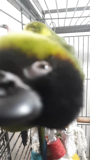 this is cookie my nanday conure shes all kinds of special. yes its a bad video but she normally freaks out over cameras or basically everything