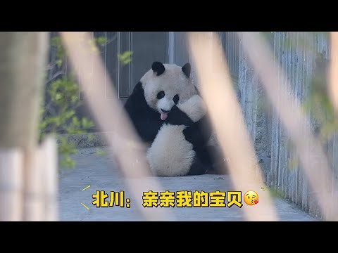 Beichuan’s First Day Out with Her Cub — Sweet Kisses & Lots of Love! 💖