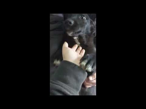 🩵🐾 Unser so süßer🩵Pelle🩵sucht sein großes Glück! 🐾🩵