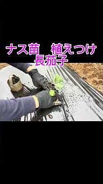長ナスの植え付け｜元気に育てるための基本ポイント