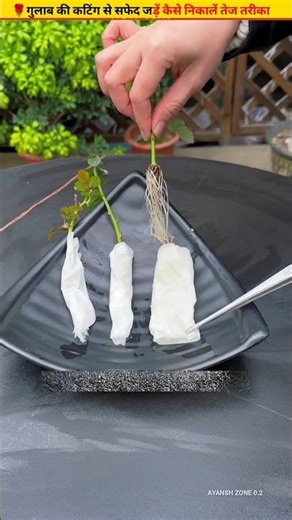 🌹Trick to root rose cuttings quickly 100% #ytshorts #cuttingskills #growth