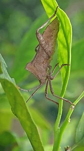 Brown Ladybug Hama Kepik Coklat Riptortus: стоковое видео (без лицензионных платежей), 3511306813 | Shutterstock
