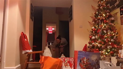 Springer Spaniels: Training Tips for Energetic Dogs